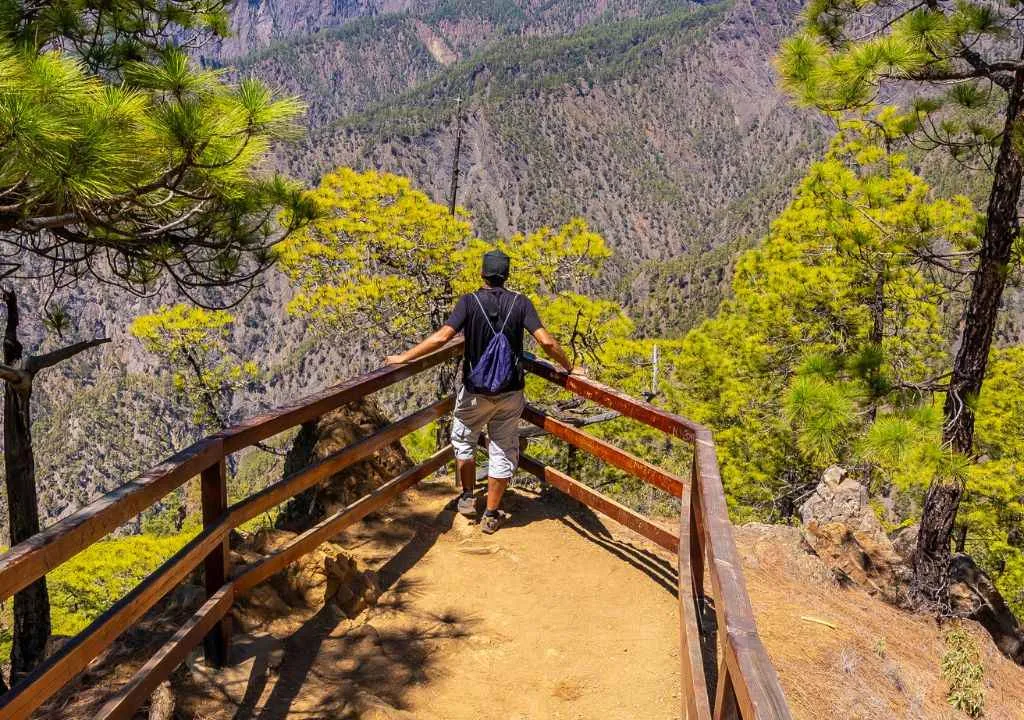 Aussichtspunkt zwischen Pinien in la palma