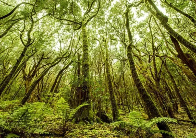 Lorbeerwald in la palma