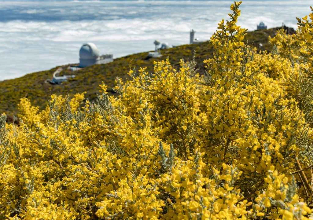 gipfel von la palma mit codeso blumen