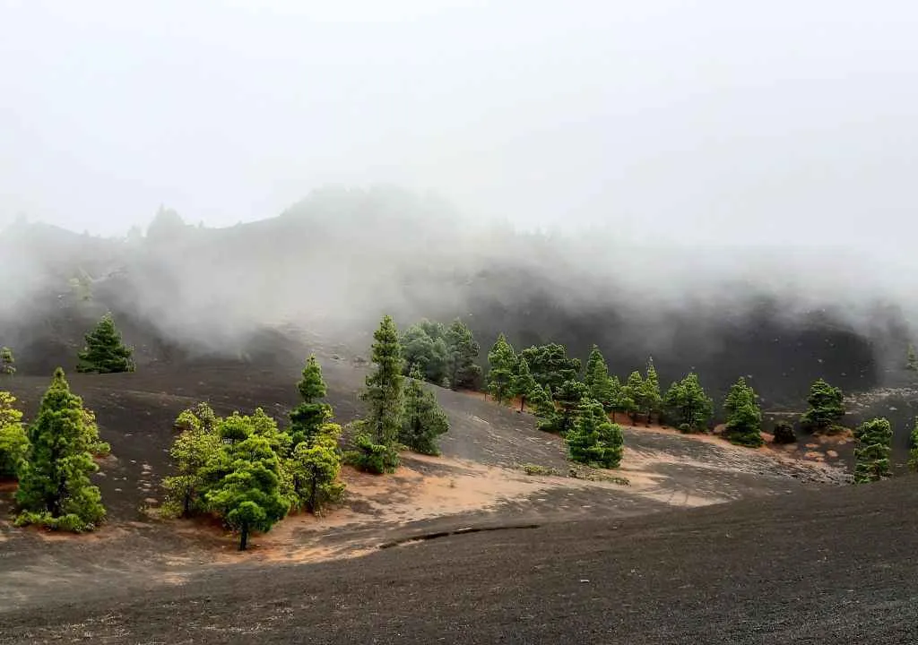 cabeza de vaca la palma im cumbre vieja