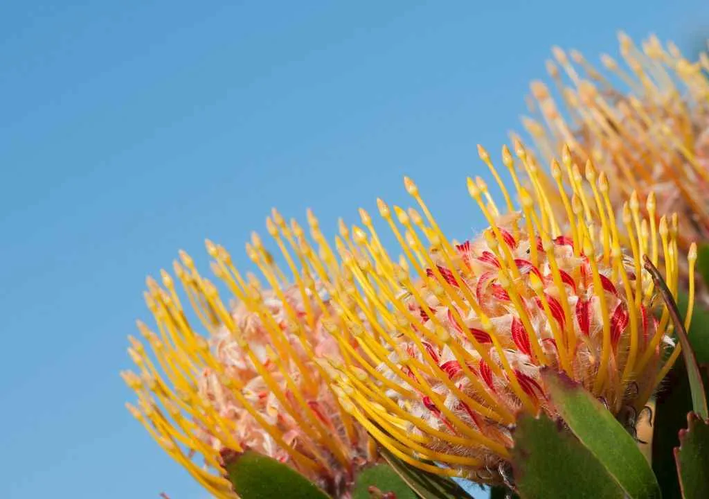 protea blumen