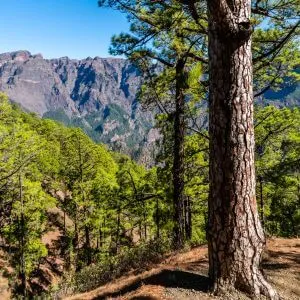 la palma insel schone park