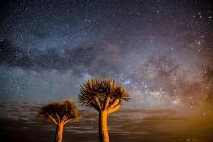 Drachenbäume und Sternenhimmel la palma