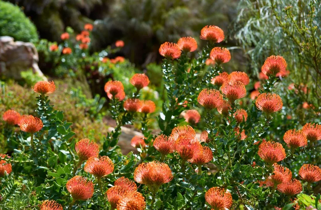 proteas feld tacande la palma