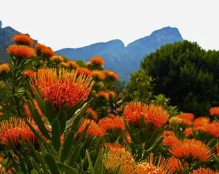 protea blume el paso