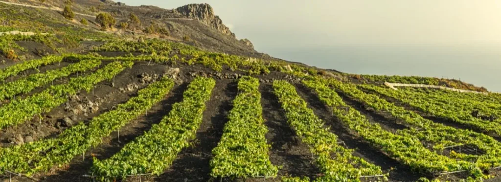 weinberge weisse wein