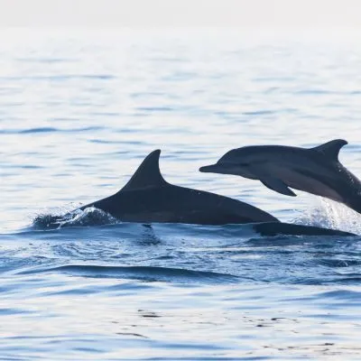 delfinen ausflug von tazacorte