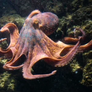 oktopus