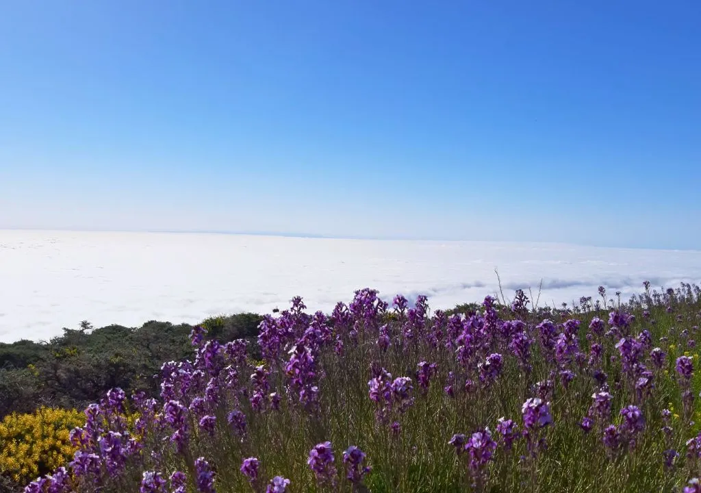 la palma kanaren, blaue blumen