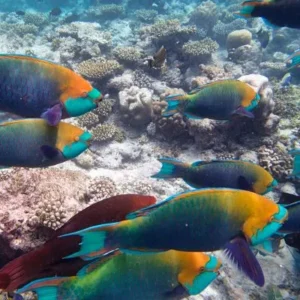 fisch auf la palma insel