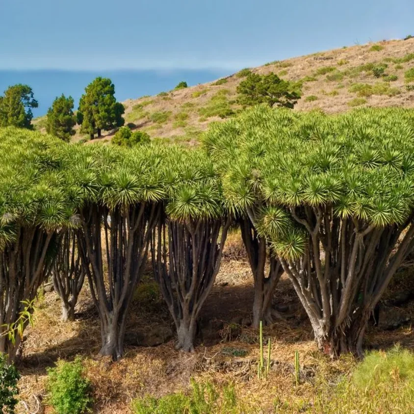 DRACHENBAUM LA PALMA Symbol fr Leben, Mythos und Langlebigkeit