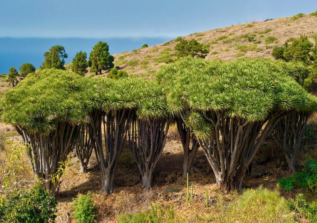Drachenbaum in Garafia La Palma Insel