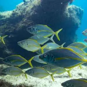 Snorkelling in la palma island