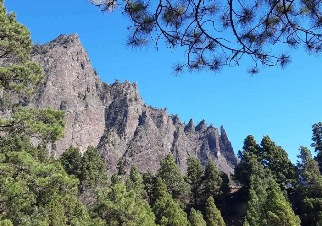 pine trees in caldera de taburiente hike