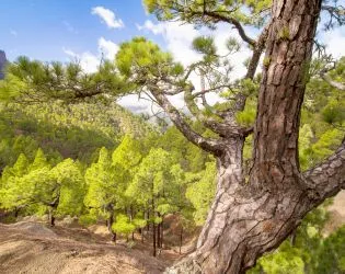 datail pine in la palma