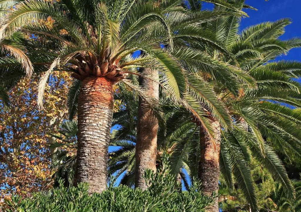 palm tree in la palma island