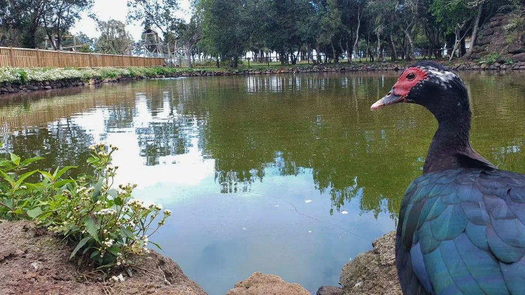 Waterhole in la palma island