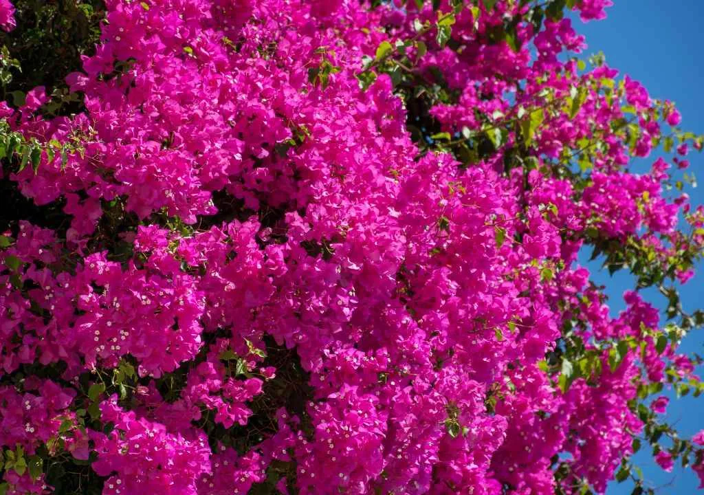 bouganvilla flowers