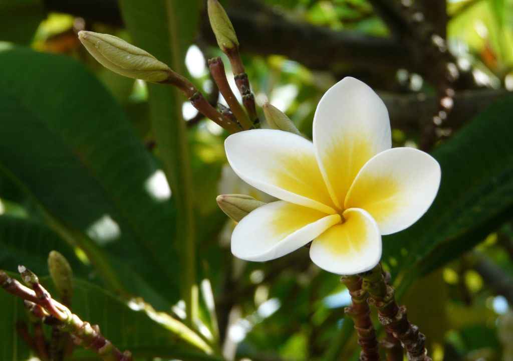 frangipanis la palma flowers