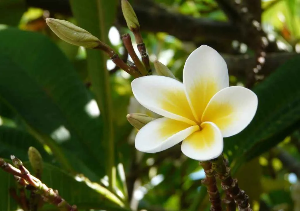 flora la palma- frangipanis