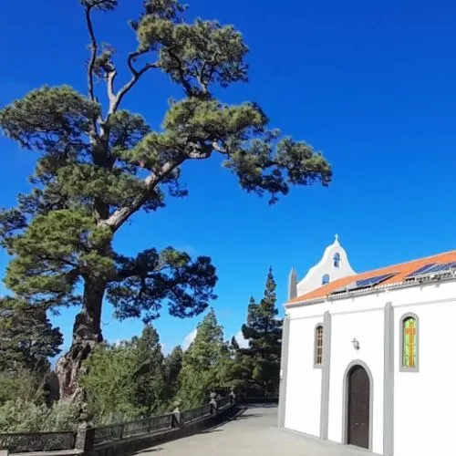 the oldest pine in canary island