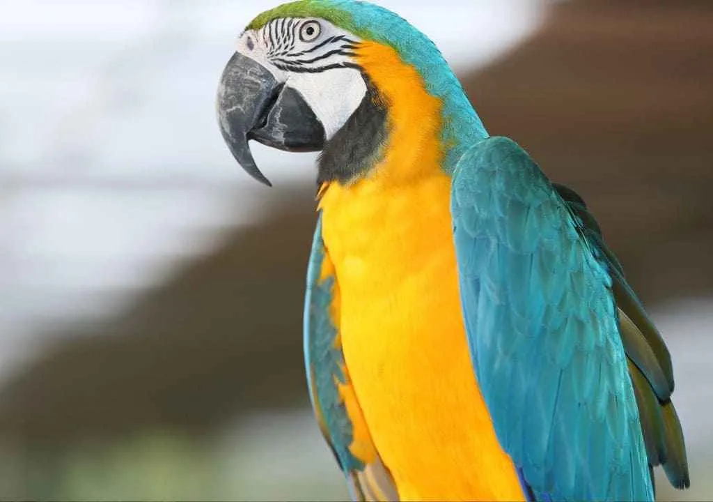 parrot ara