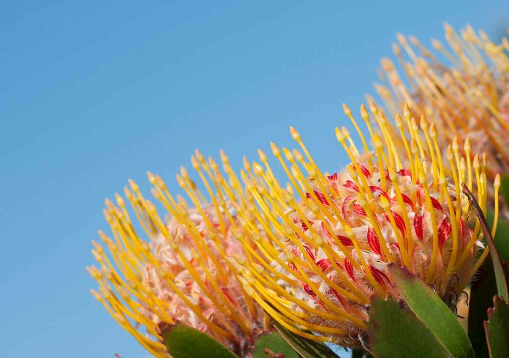 la palma flowers protea