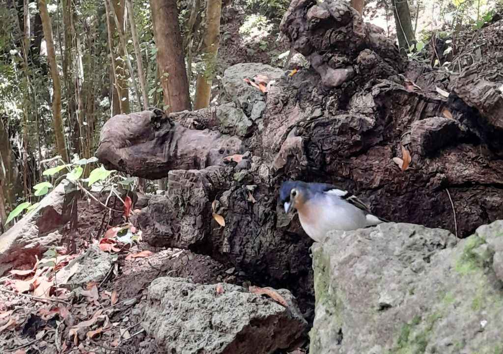 sparrow in the forest of la palma