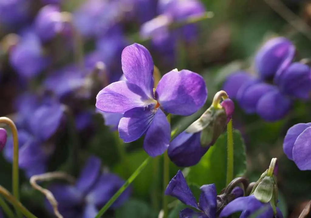 violet of la palma island