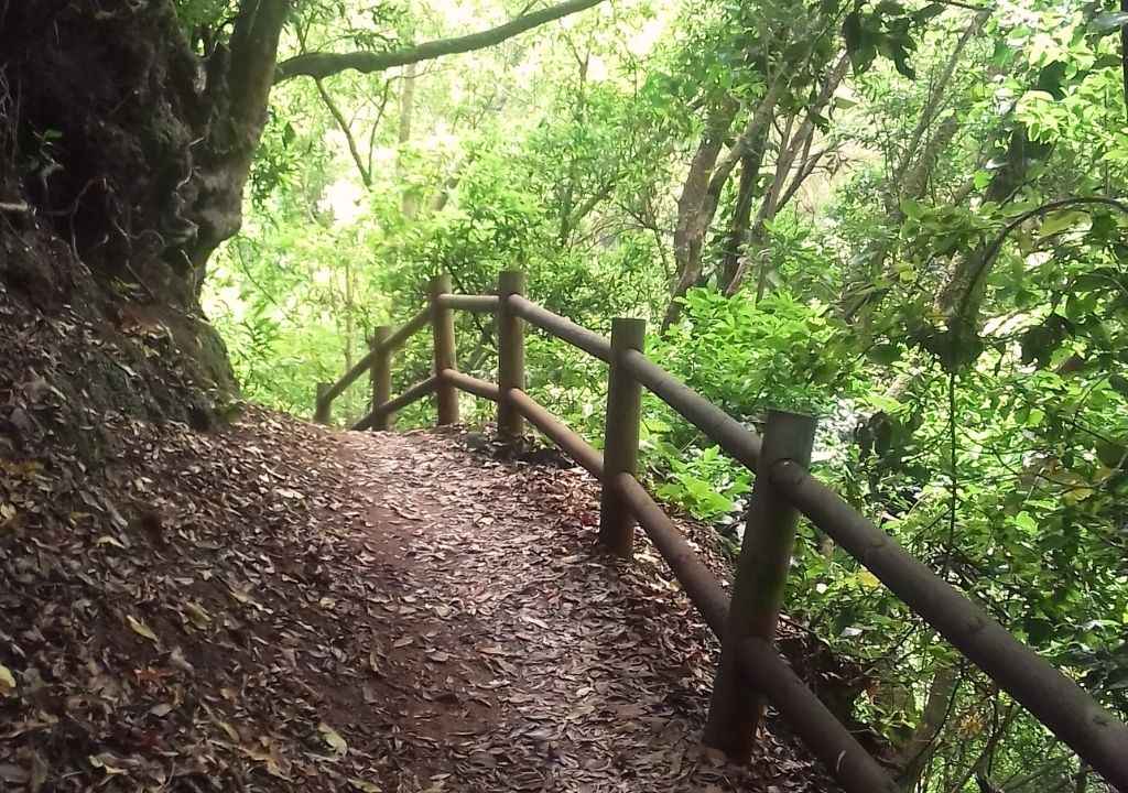 walking in los tilos forest