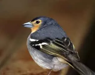 bird of the laurisilva forest