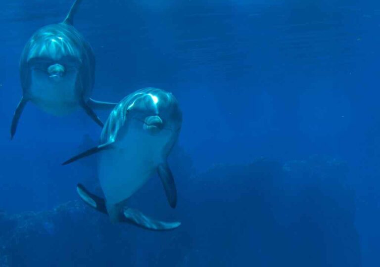 dolphins la palma