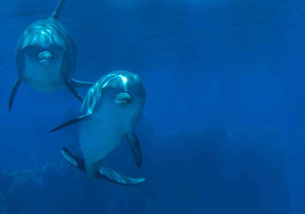 dolphin tour la palma