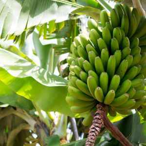 la palma banana plant