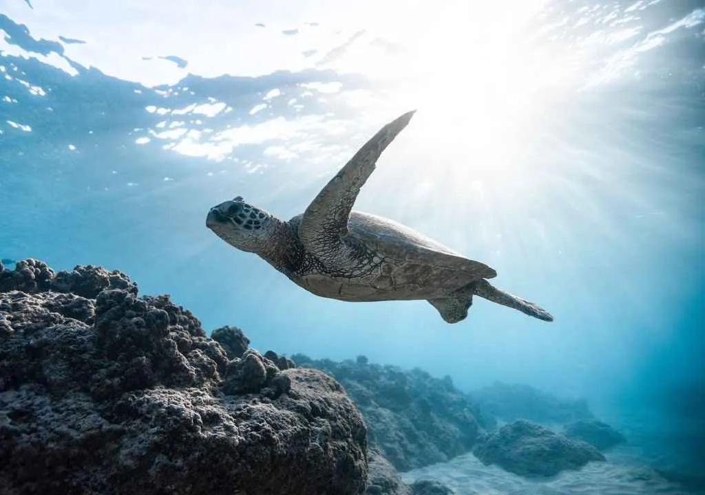 sea ​​turtle, marine life of la palma