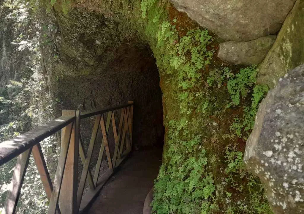 los tilos forest access tunnel