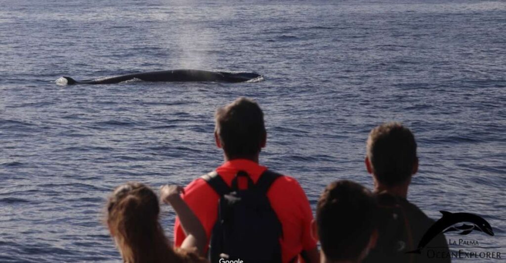 whale watching la palma