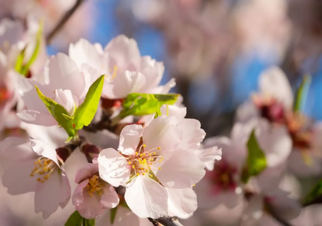 almond blossom festival puntagorda 2024