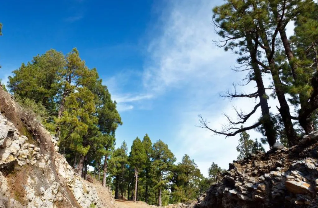 pines on the cresteria route