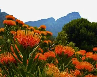 proteas flowers