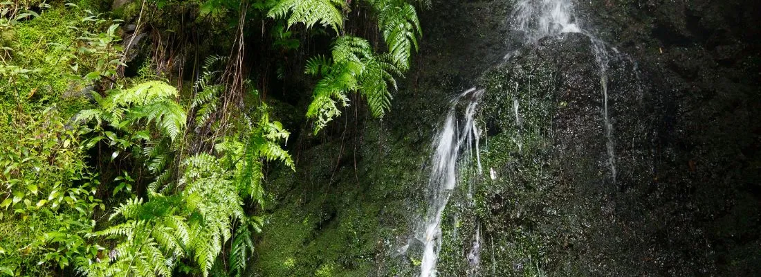 la palma water forest