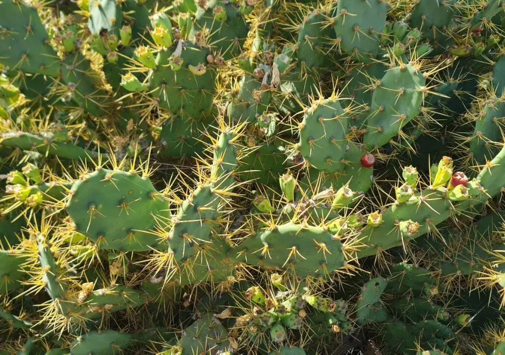 Prickly pears