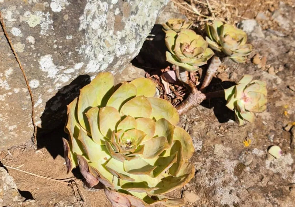 aeonium succulent plant of la palma