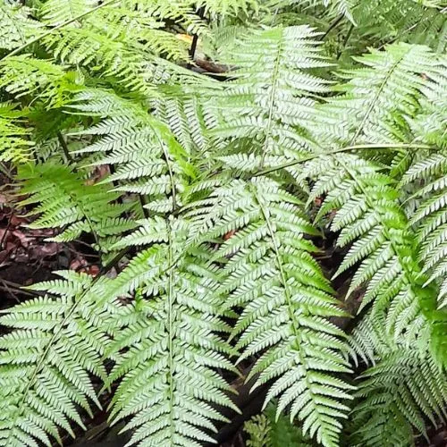 ferns