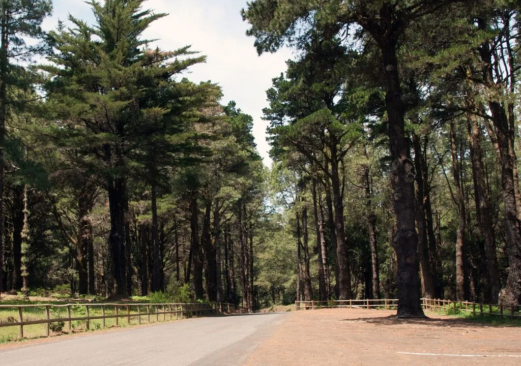 forêt de pins au Pilar la palma