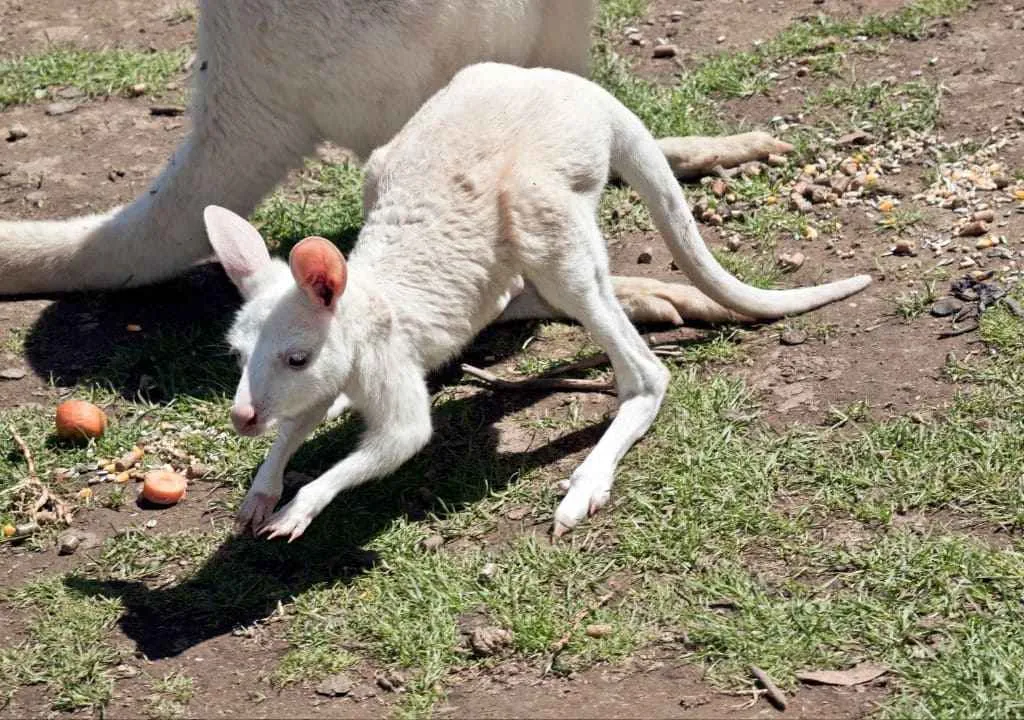 kangourou blanc