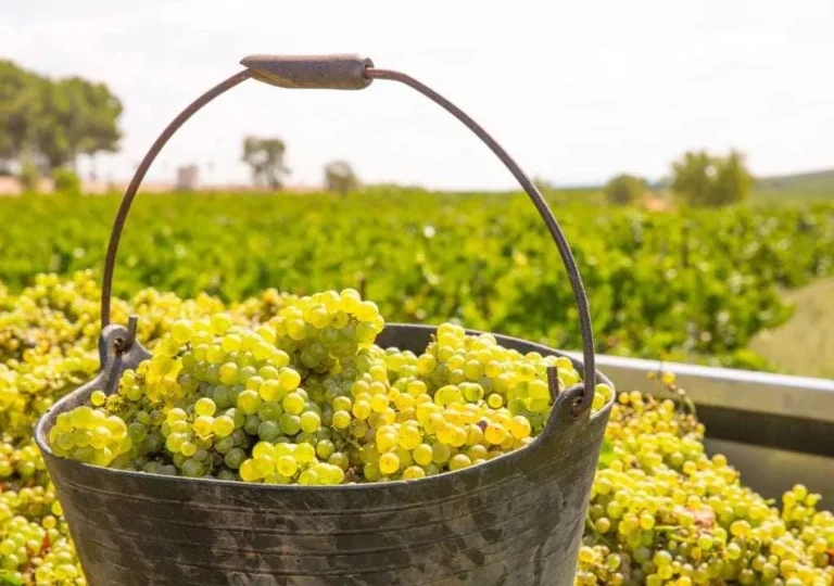 vin de palme blanc à la fête des vendanges a fuencaliente