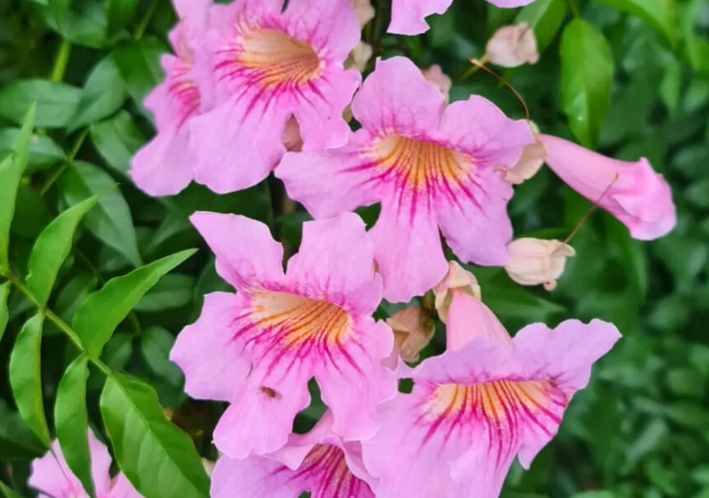 Liane rose (Podranea ricasoliana)