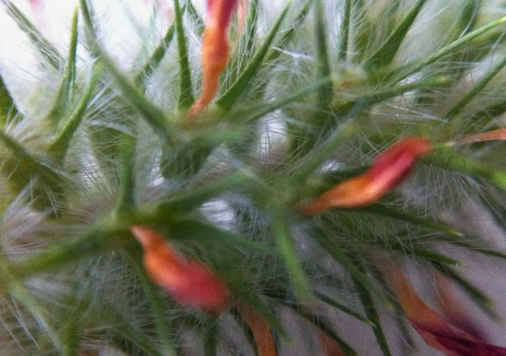 Pic de feu (Lotus phyranthus)