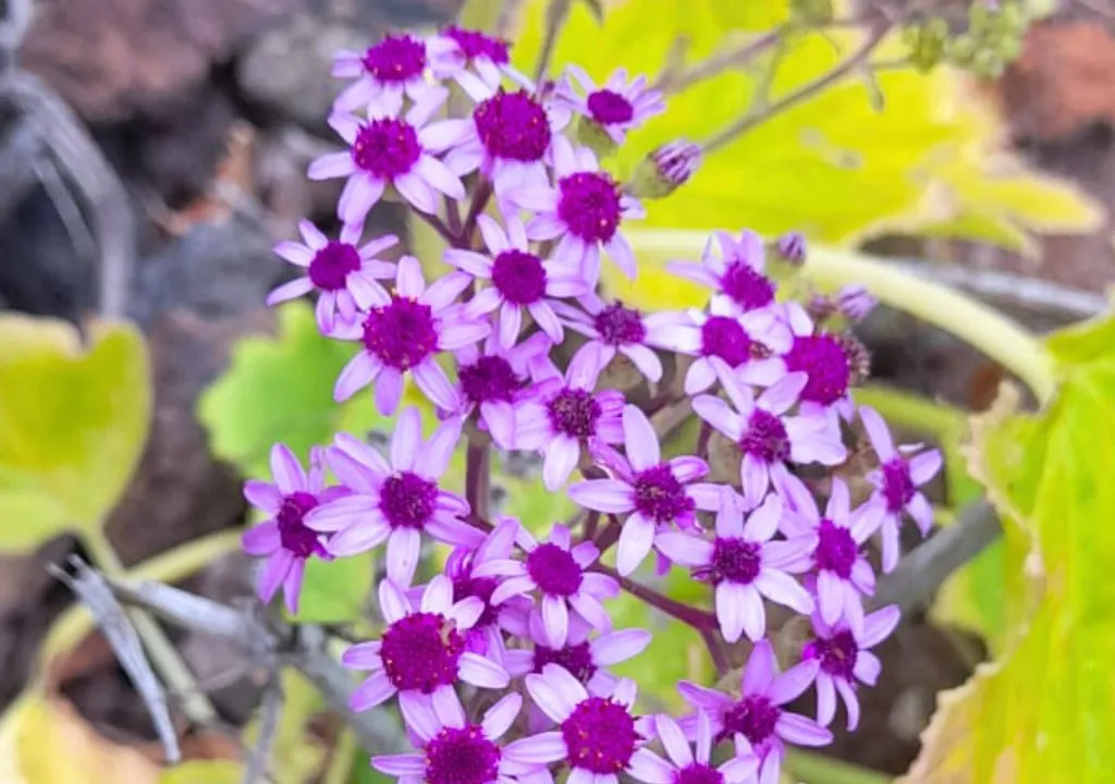 fleurs de la forêt de lauriers la palma